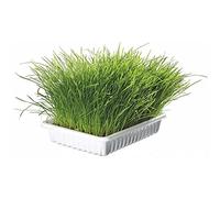 Trixie TX-4235 Herbe à Chat 100 g
