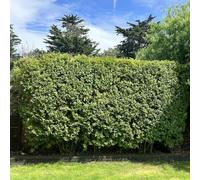 Troène à feuilles ovales 2L - Un arbuste dense, persistant et caduc