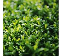 Troène commun Atrovirens, Ligustrum