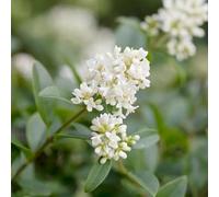 Troène commun - Ligustrum vulgare 120/150cm ? Arbuste pour Haie et Jardin
