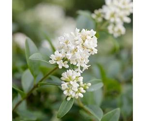 Troène commun - Ligustrum vulgare 120/150cm ? Arbuste pour Haie et Jardin