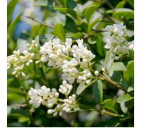 Troène commun - Ligustrum vulgare 80/100 cm Pot 3L