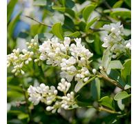 Troène Commun - Ligustrum Vulgare 80/100 cm Pot 3l - Plante En Pot - Floraison Juin à Juillet - Couleur de la Fleur - Hauteur 2-3 m