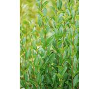 Troène de californie taille du pot - en pot de 10 litres