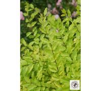 Troène 'sunshine' taille du pot - en po