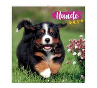 Trötsch Broschürenkalender Hunde 2027