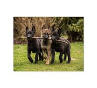 Trois Chiots Berger Allemand de lignée de Travail rapportant Un bâton，Puzzle, 1000 Pièces De Puzzle pour Adultes, Miracle De Puzzle Impossible, Jouet De Puzzle Éducatif pour Enfants（50x70cm）-D43