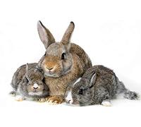 Trois Lapins - Puzzles pour Adultes Puzzle 100 pièces à Faire soi-même Jouets pour Enfants 45,5x35,5CM