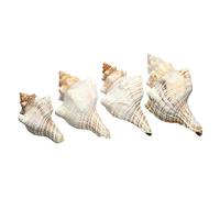 Trompette de triton naturelle coquille, coquillages et escargots, 9 à 20 cm, Décoration pour la maison (#1)