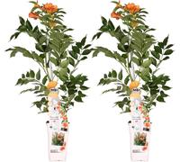 Trompette grimpante - Campsis 'Indian Summer' - ↨65cm - Ø15cm - 2 pièces
