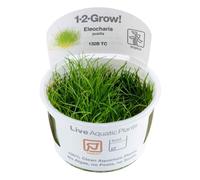 Tropica 1-2-GROW! Eleocharis sp. Mini - In-Vitro Aquariumpflanze