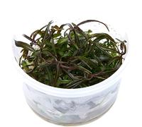 Tropica 1-2-GROW! Hygrophila Araguaia - In-Vitro Aquariumpflanze