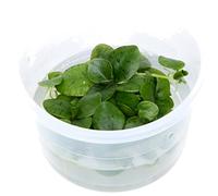 Morsure de grenouille sud-américaine - Limnobium laevigatum - TROPICA InVitro