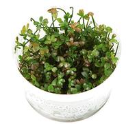 Tropica 1-2-GROW! Marsilea hirsuta - In-Vitro