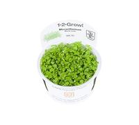 Tropica Plante d'aquarium Micranthemum Monte Carlo 1-2-GROW! In vitro