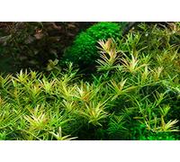 Tropica 1·2·Grow! Plante Rotala Vietnam H'ra, issue de culture de tissu in vitro, plante vivante pour aquarium sans danger pour les crevettes et sans escargots