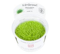 Tropica 1-2-GROW! Utricularia graminifolia - Grasblättriger Wasserschlauch - In-Vitro Aquariumpflanze