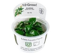 Tropica - Anubias barteri nana in vitro