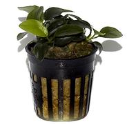 Tropica - Anubias barteri var nana Petite