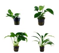 Tropica Anubias Lot de 4 plantes d'aquarium Anubias - N° 8