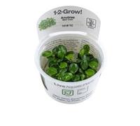 Tropica - Anubias Mini Coin in vitro