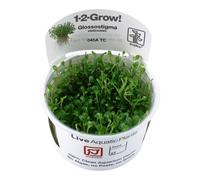 Tropica Aquarium Plants - Tropica Glossostigma elatinoides Tc