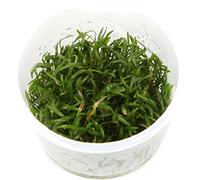 Tropica Aquarium Plants - Tropica Lilaeopsis brasiliensis