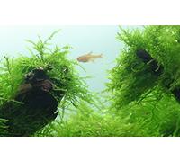 Tropica Aquarium Plants - Tropica Taxiphyllum barbieri Tc