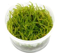 Tropica Aquarium Plants - Tropica Vesicularia ferriei 'Weeping' Tc