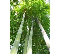 TROPICA Bambou Géant - 50 Graines