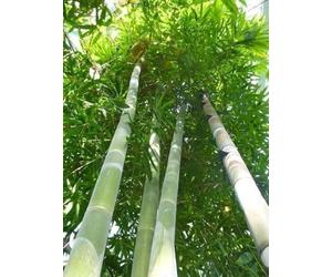 Tropica - Bambou Géants (Dendrocalamus giganteus) - 50 Graines