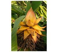 TROPICA - Bananier nain chinois/Lotus d’or (Musa lasiocarpa) - 5 graines- Magie tropicale
