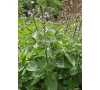 TROPICA Basilic Sacré (Tulsi) - 1 sachet