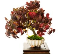 TROPICA Bonsaï « Vigne Vierge » - 25 Graines