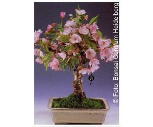 TROPICA - Cerisier du Japon (Prunus serrulata) - 30 graines- Bonsai
