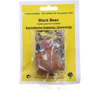 TROPICA Châtaignier d'Australie "Black Bean" - 1 Graine