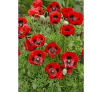 TROPICA Coquelicot Coccinelle - 100 Graines