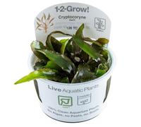 Tropica Cryptocoryne nurii (facile, arrière-plan) 1-2-Grow!