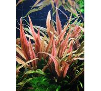 Tropica - Cryptocoryne undulatus 'Red' 1-2 Grow ! - Plantes d'aquarium