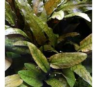 Tropica - Cryptocoryne wendtii brown " Tropica"