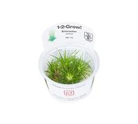 Tropica - Eriocaulon cinereum in vitro