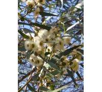 TROPICA Eucalyptus de Montagne Australien - 50 Graines