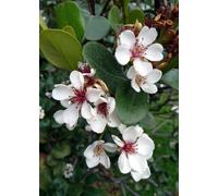 TROPICA Goyave Ananas - 2 g