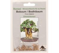 TROPICA Figuier des Pagodes - 200 Graines