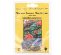 TROPICA Flamboyant - 1 sachet