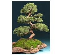TROPICA - Genévrier chinois (Juniperus chinensis) - 15 graines- Bonsai