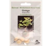 TROPICA Ginkgo - Bonsaï - 4 Graines
