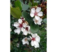 TROPICA - Goyave-ananas (Acca sellowiana) - 20 graines- Magie tropicale