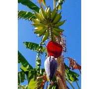 TROPICA - Grande banane à manger (Musa X paradisiaca) - 10 graines- Plante util.e