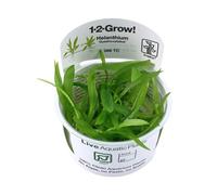 Tropica Helanthium quadricostatus 1-2-GROW!